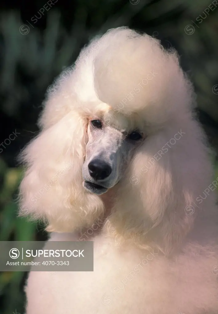 White Barbone / Caniche / Standard Poodle head cocked to one side.