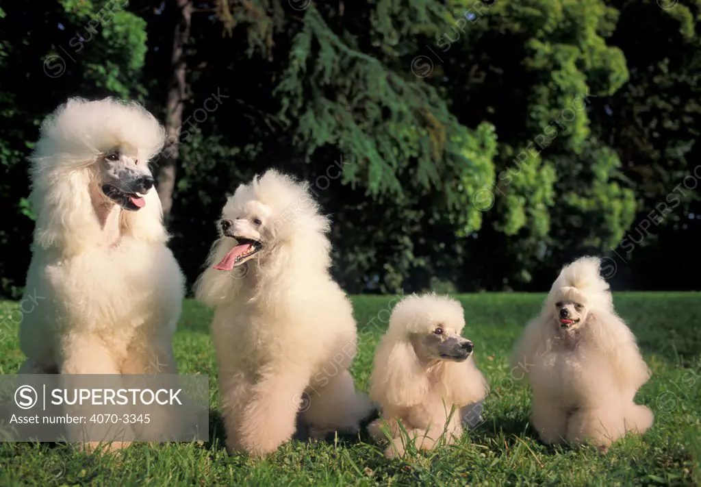 Four white Barbones / Caniches / Poodles in a line, all with Puppy Clips / Cuts. Different types of poodles: Standard, Miniature and Toy