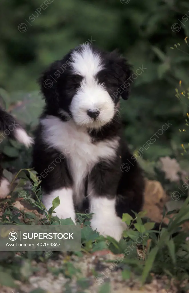 Black and white Bearded Collie puppy portrait