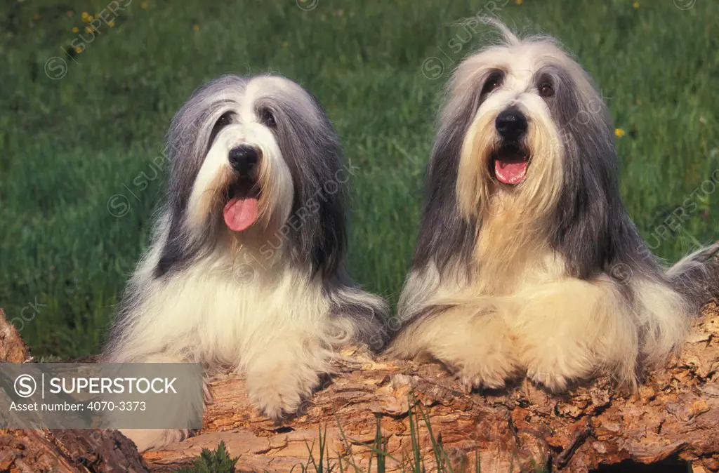 Two grey and white Bearded Collies side by side