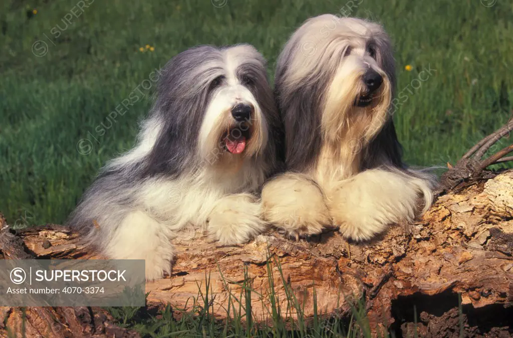 Two grey and white Bearded Collies side by side