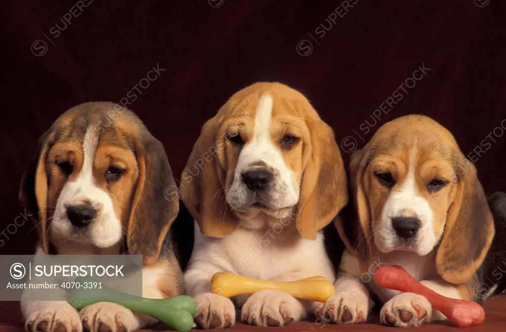 Three Beagle puppies in a row with coloured toys.