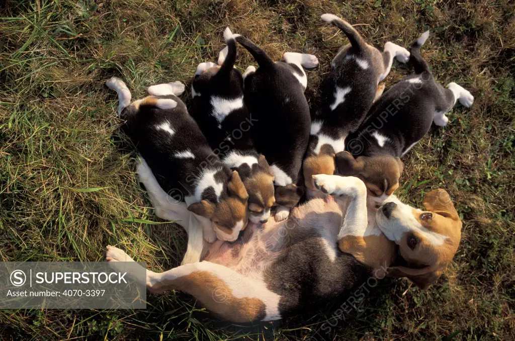 Five tricolour Beagle puppies suckling.