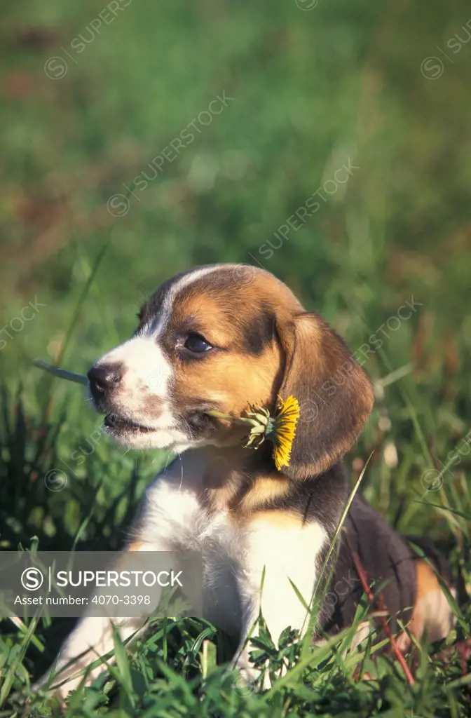 Tricolour Beagle puppy playing with dandelion flower.