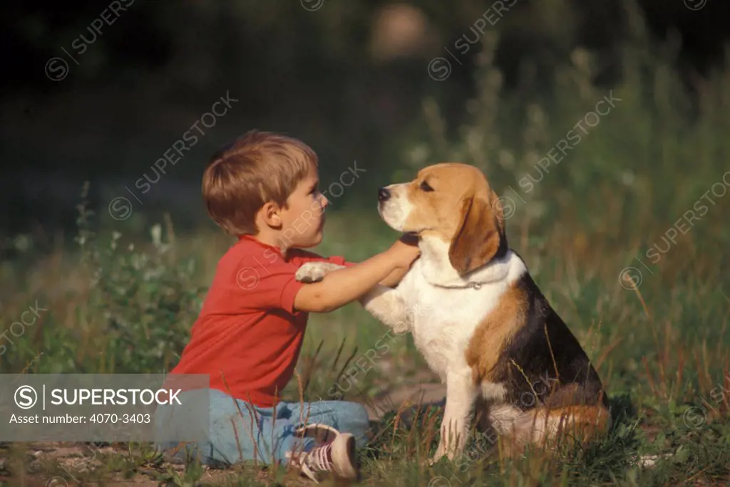 Young boy playing with Beagle.
