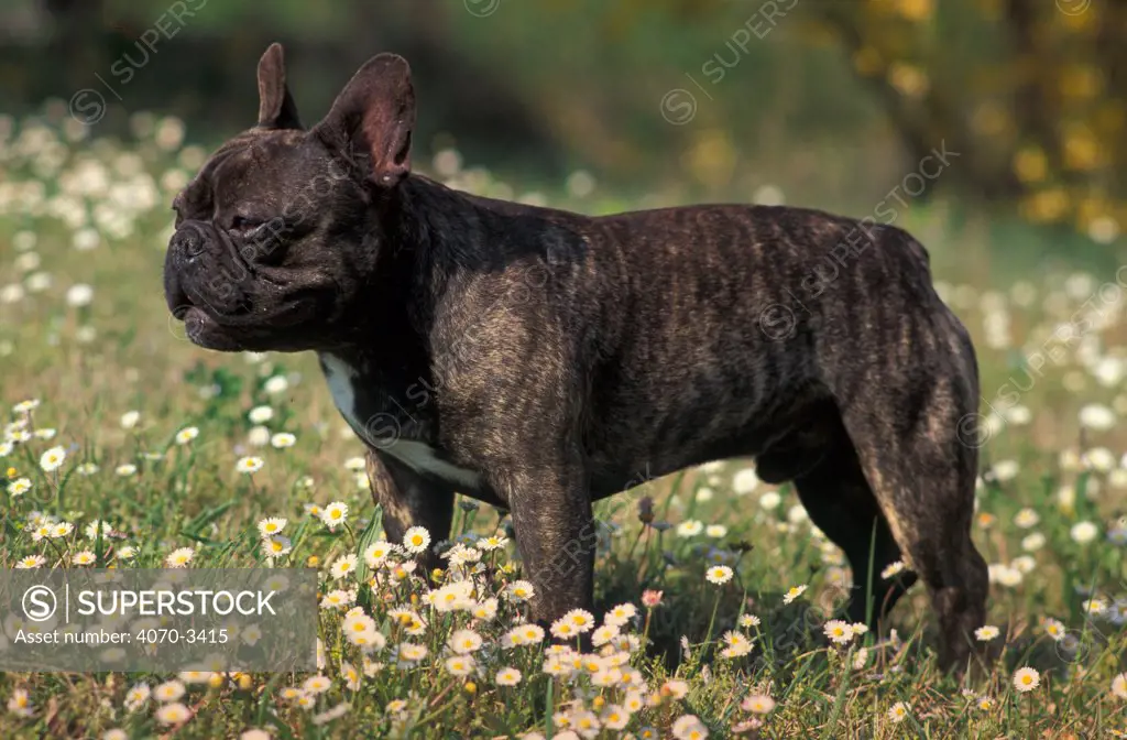 Black brindled French bulldog standing in field.