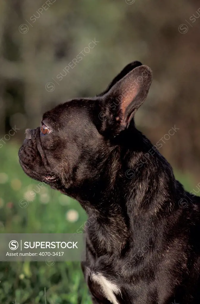 Black brindled French bulldog head profile