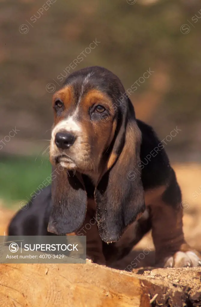 Tricolour Basset hound puppy