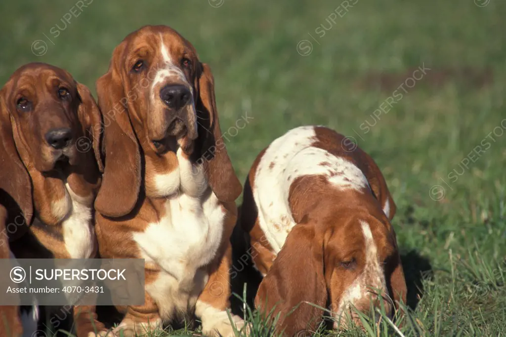 Three brown / tan and white Basset hounds