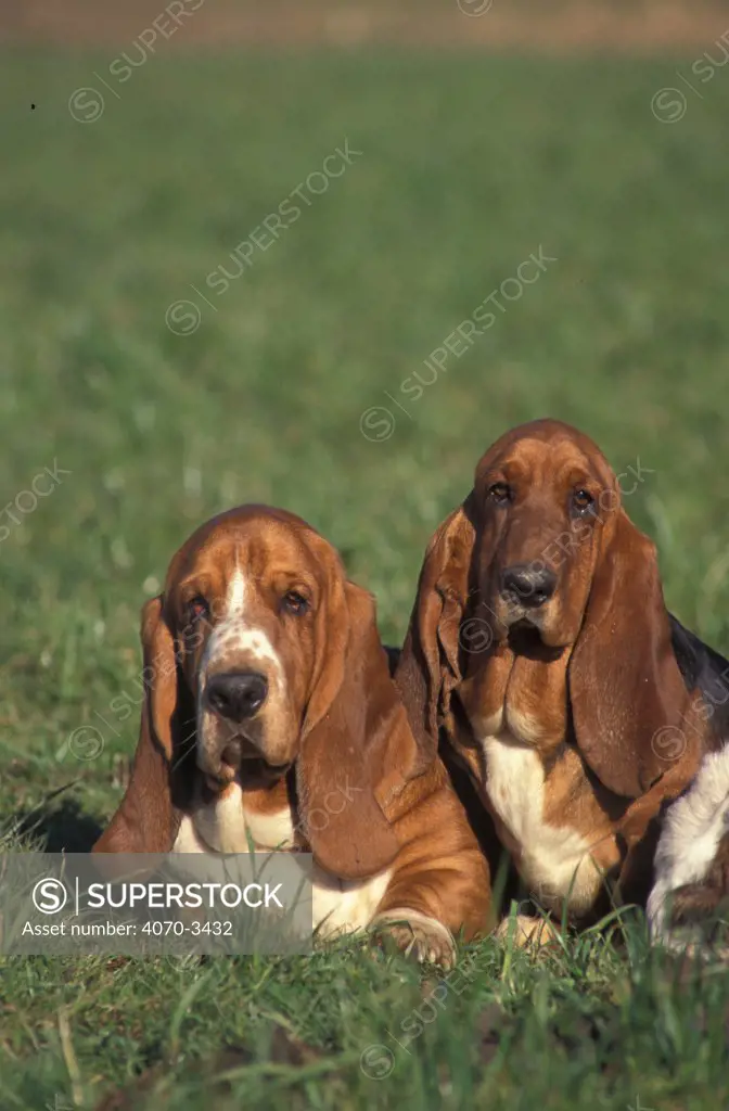 Two tricolour Basset hounds