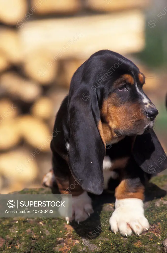 Tricolour Basset hound puppy.