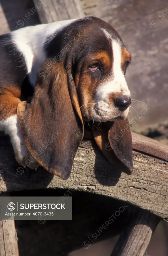 Tricolour Basset hound puppy