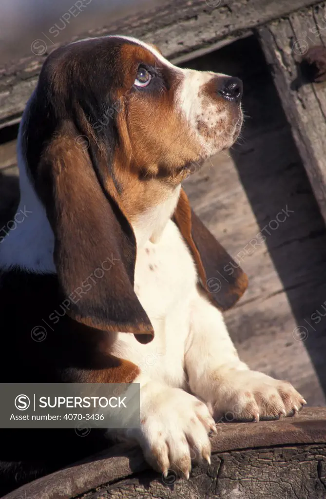 Tricolour Basset hound puppy profile