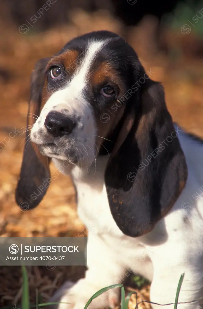 Tricolour Basset hound puppy with head cocked to one side.