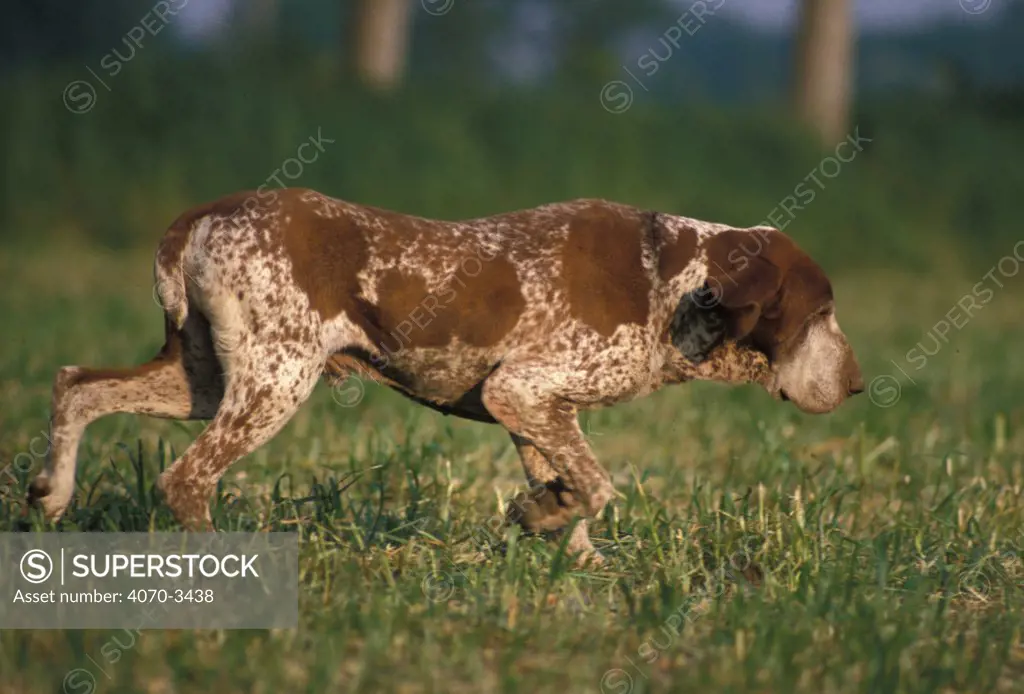 White and brown speckled Bracco Italiano stalking / hunting
