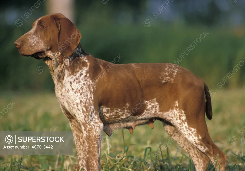 White and brown speckled Bracco Italiano standing in profile