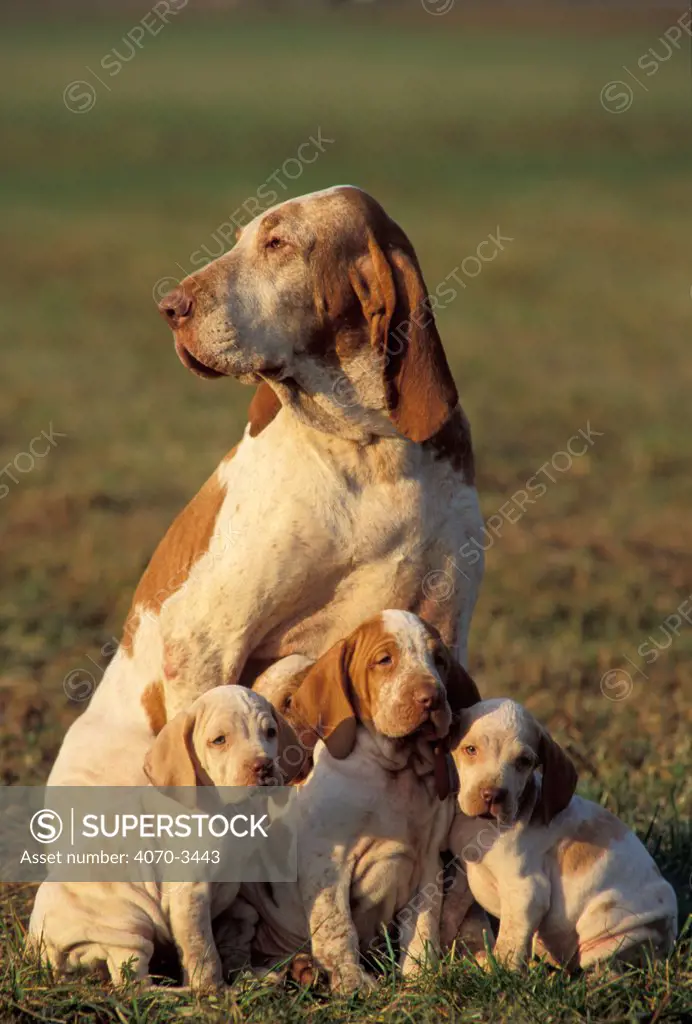 White and brown Bracco Italiano with three puppies.