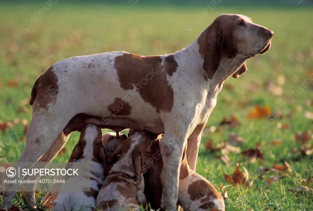 Brown and white Bracco Italiano with suckling puppies.