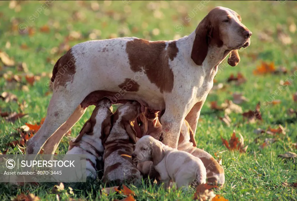 Brown and white Bracco Italiano with suckling puppies.