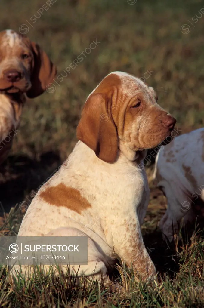 White and brown Bracco Italiano puppy