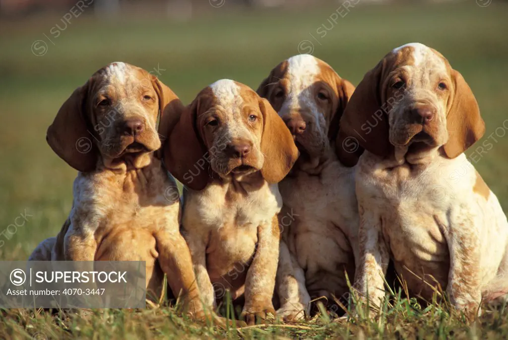Four white and brown speckled Bracco Italiano puppies in a row