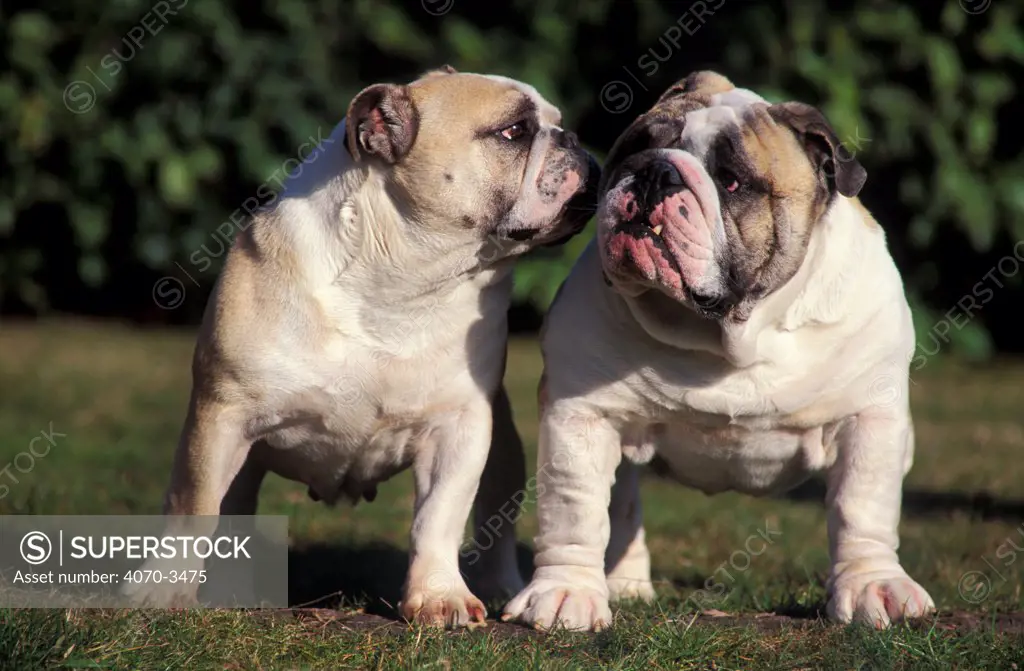Female Bulldog sniffing male.