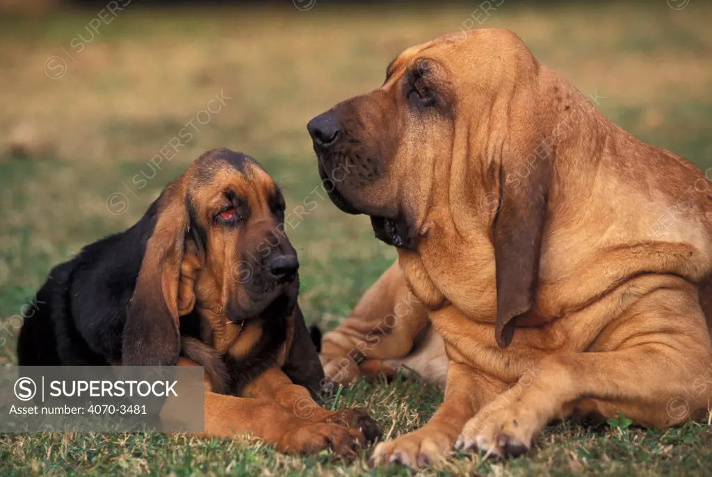 Bloodhound looking at Bloodhound puppy.