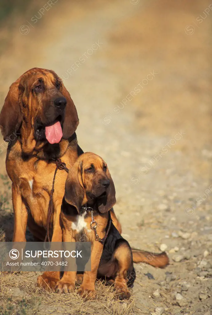 Bloodhound sitting with puppy
