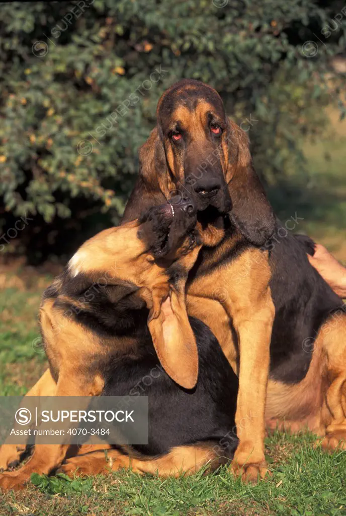 Young Bloodhound playing with adult.