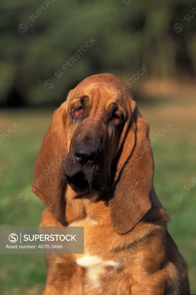Bloodhound portrait.