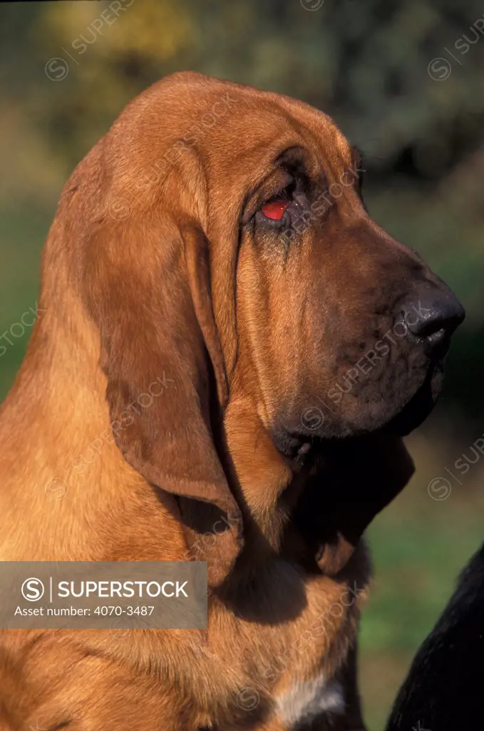 Bloodhound profile portrait