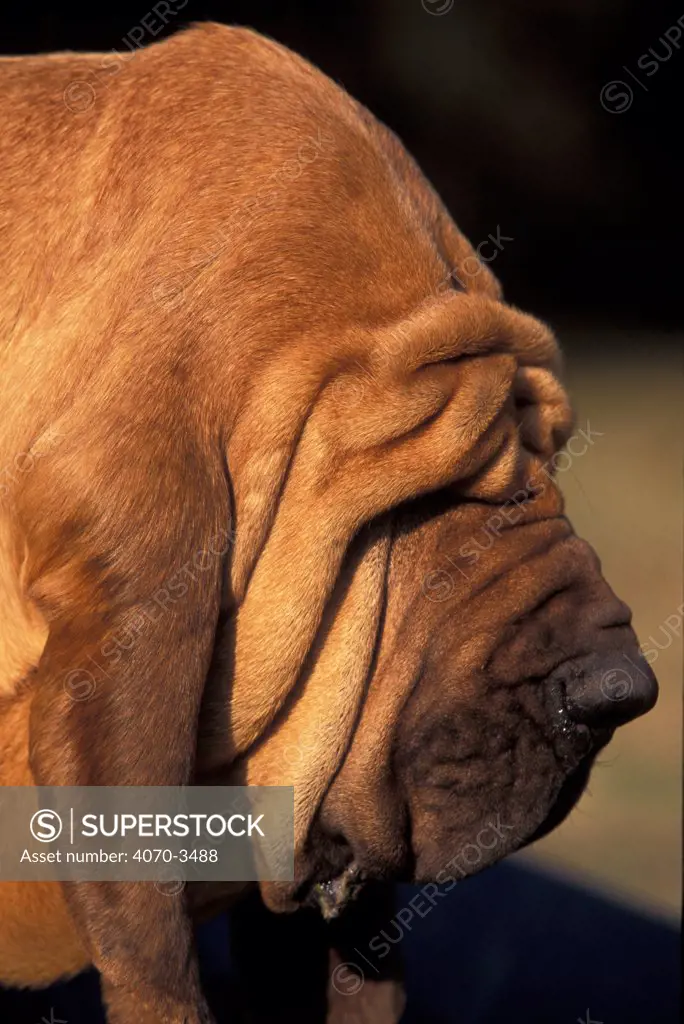 Bloodhound looking down, creating more wrinkles.