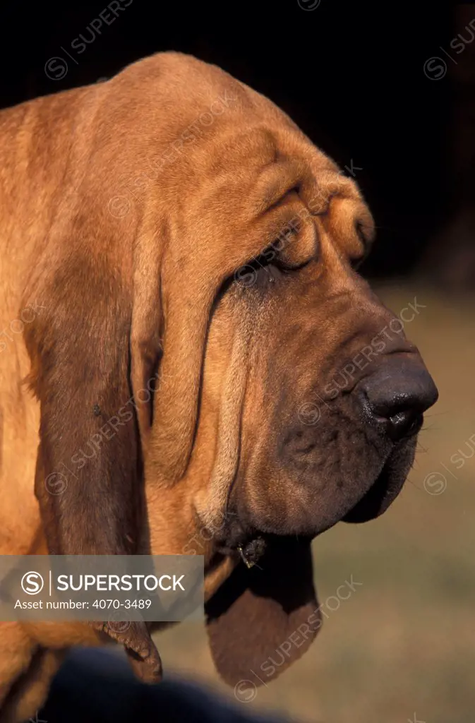 Bloodhound portrait