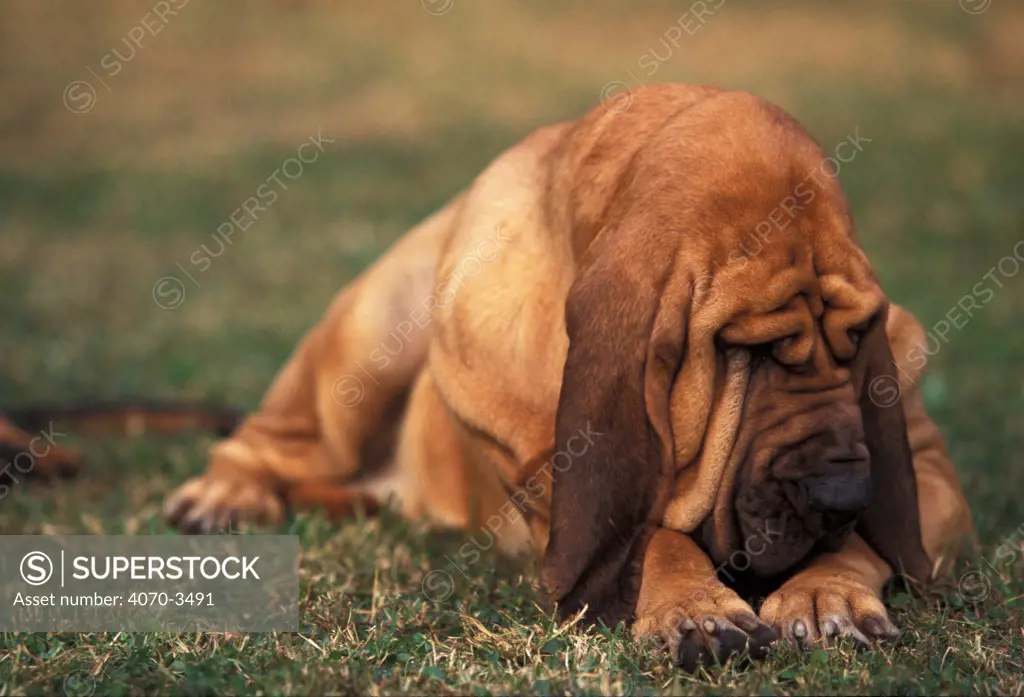 Bloodhound lying down