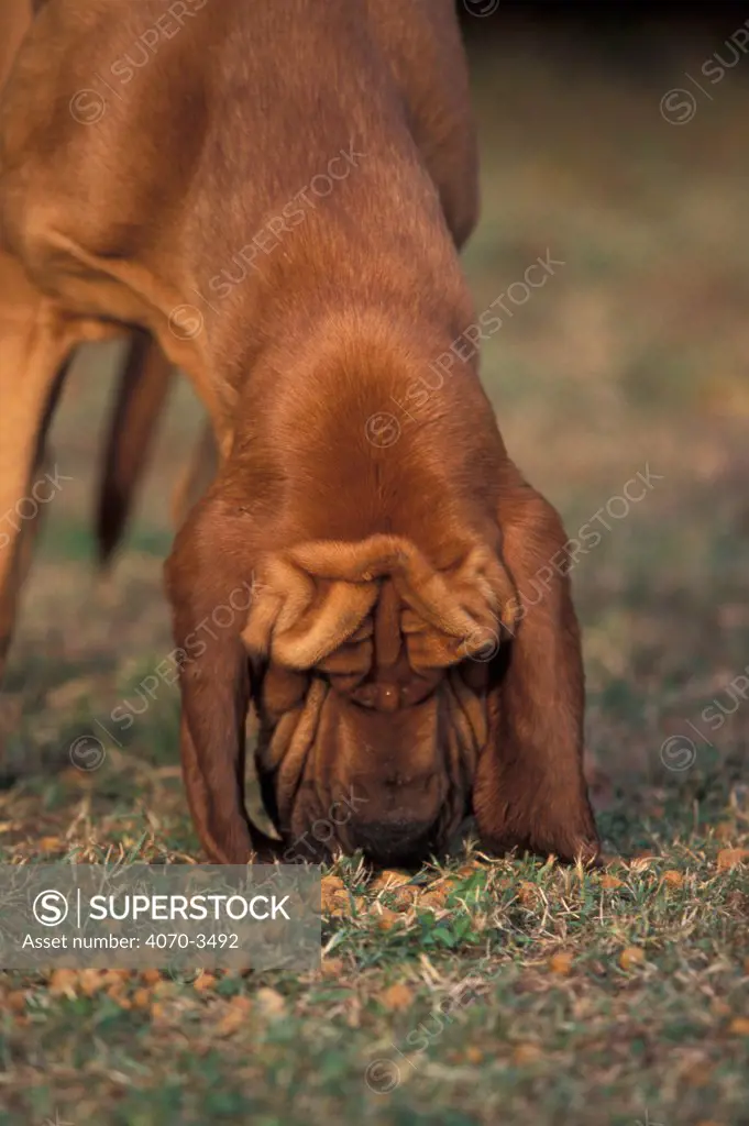 Bloodhound sniffing ground