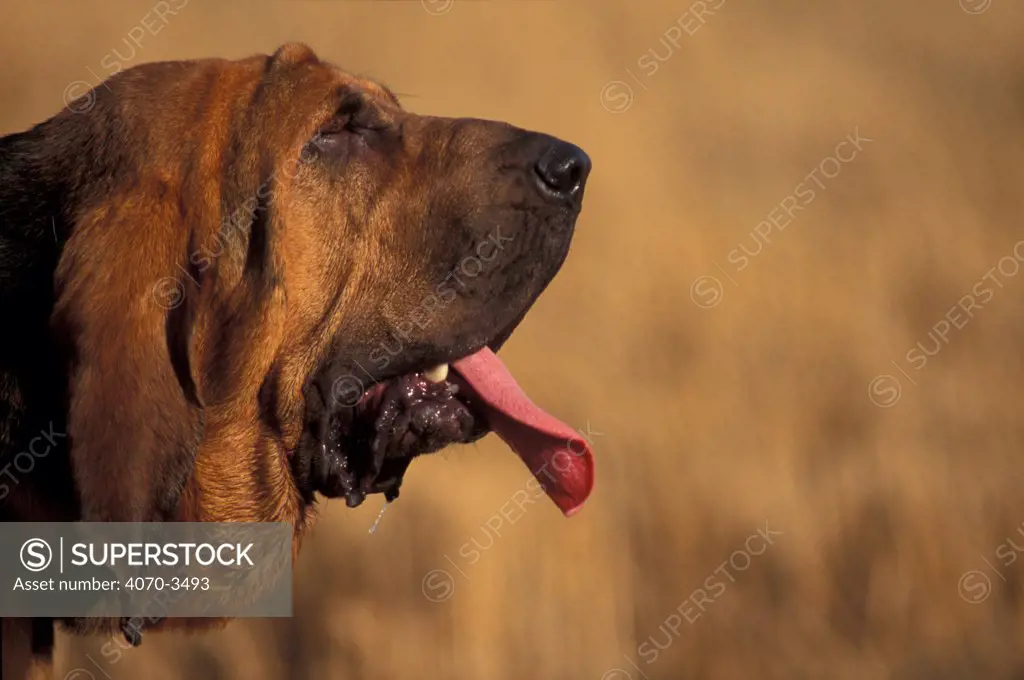 Bloodhound profile