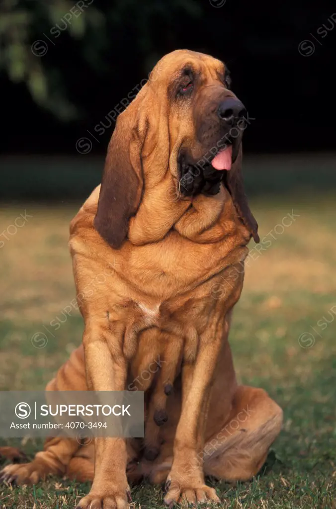 Portrait of Bloodhound sitting