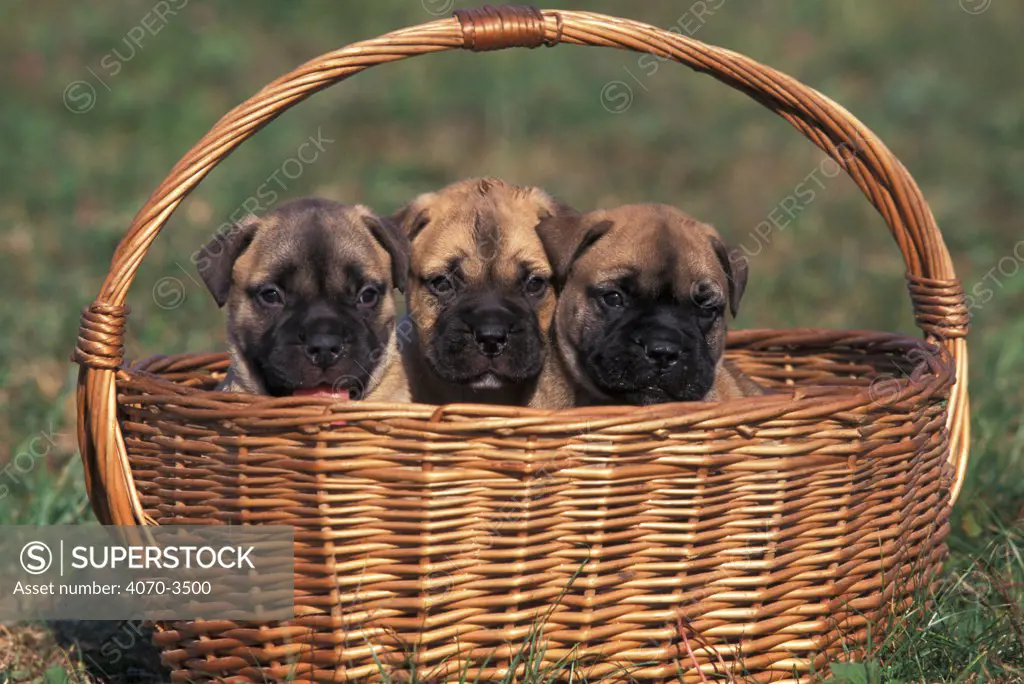 Three Bullmastiff puppies in a basket