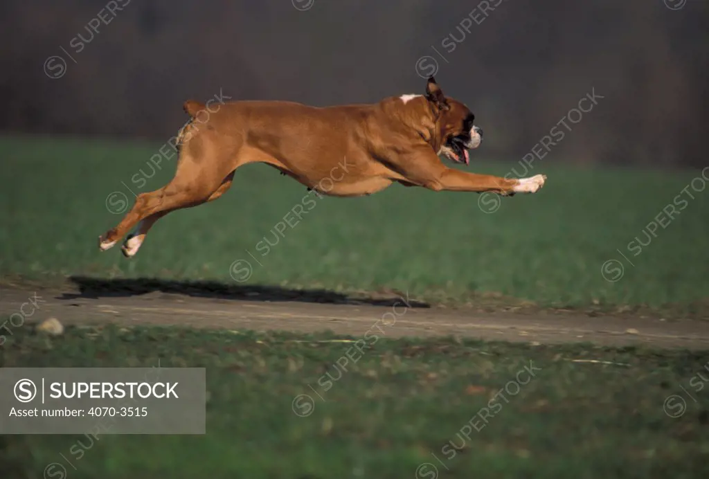 Profile of a Boxer running.