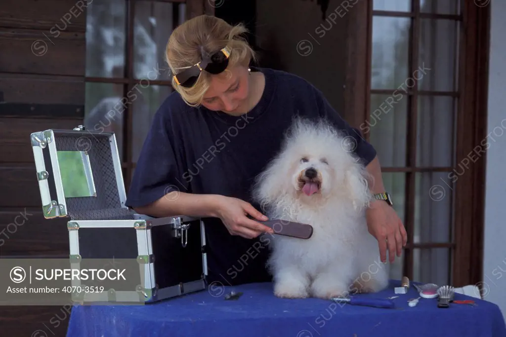 Woman grooming a Bichon a Piol Frise.