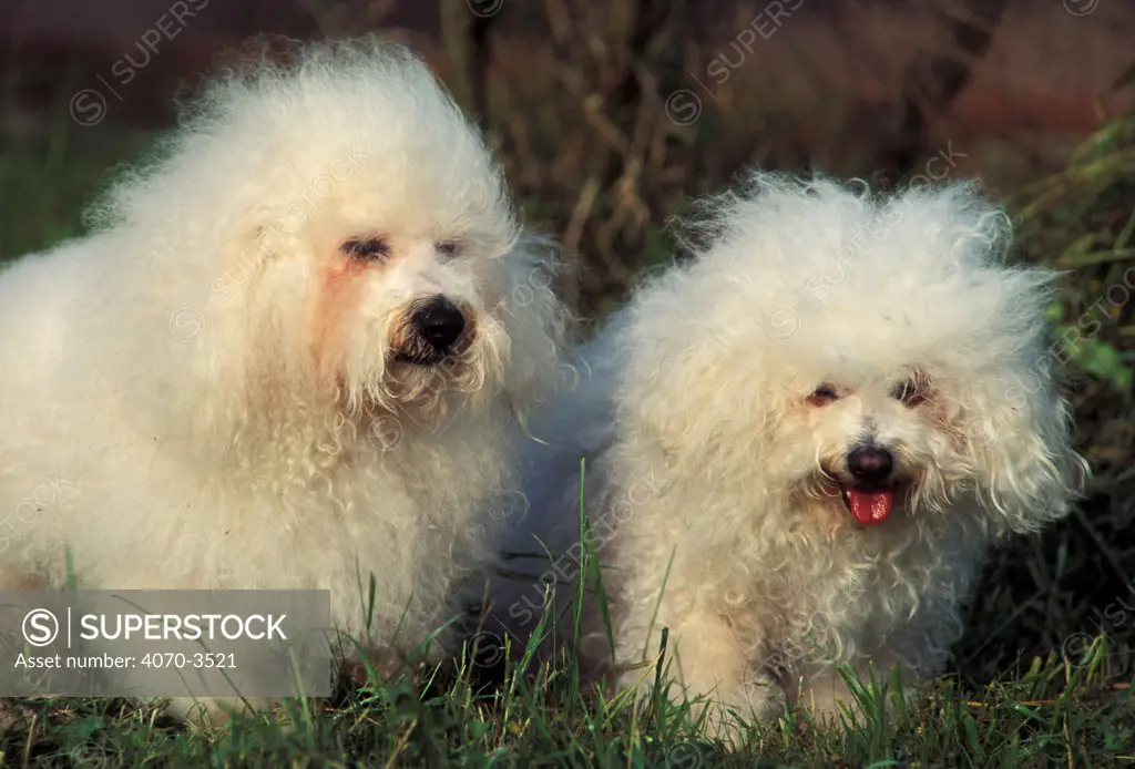 Two Bichons aux Poils Frises