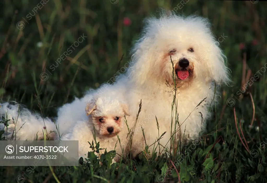 A Bichon a Poil Frise sitting with puppy.