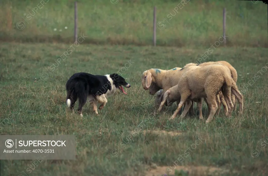 Border Collie herding sheep.