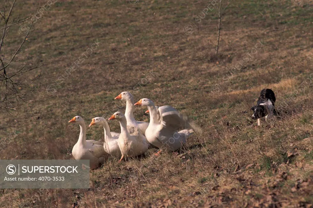 Border Collie herding domestic geese.