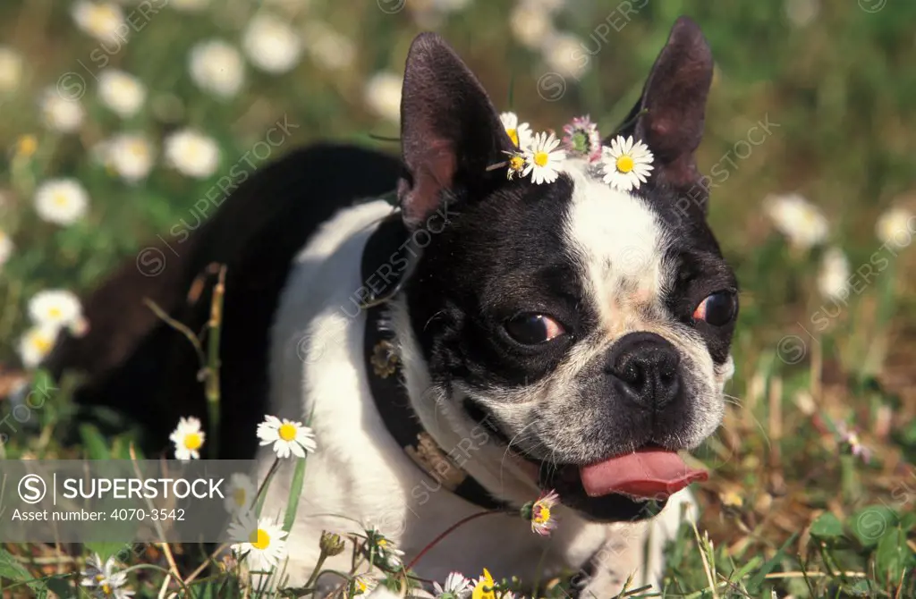 Black and white Boston Terrier with daisies on head.