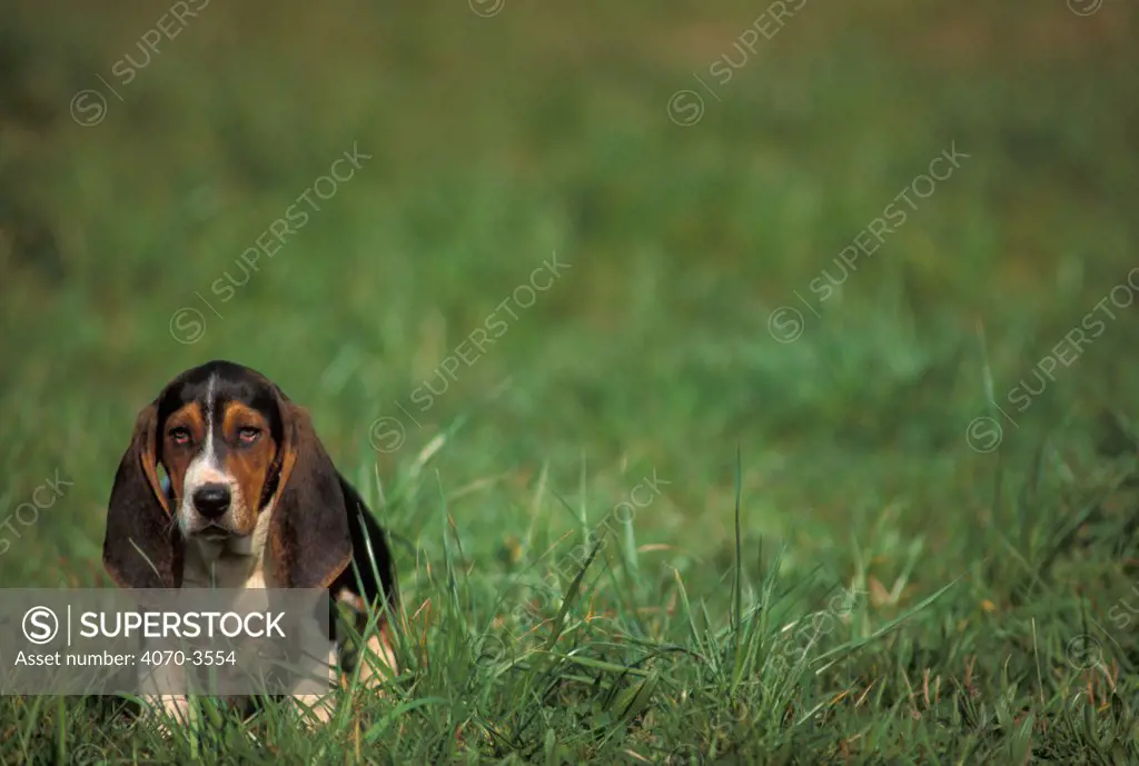 Tricolour Artesian Basset Hound puppy in grass