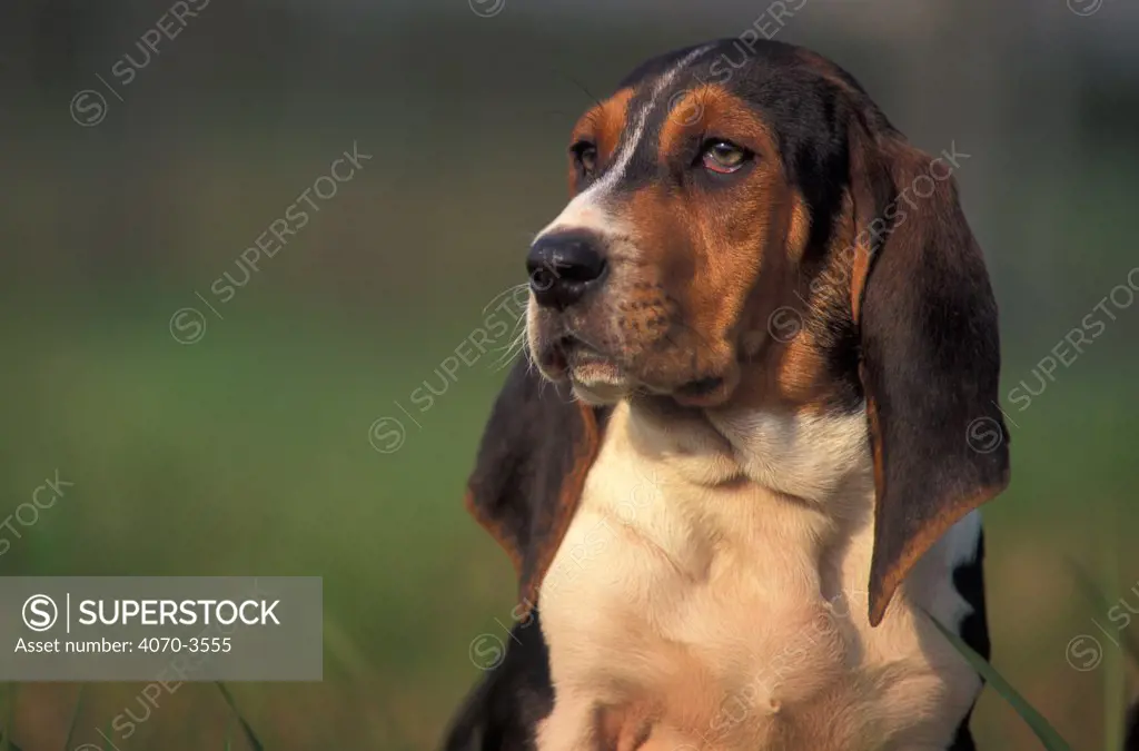 Portrait of Artesian Basset Hound puppy
