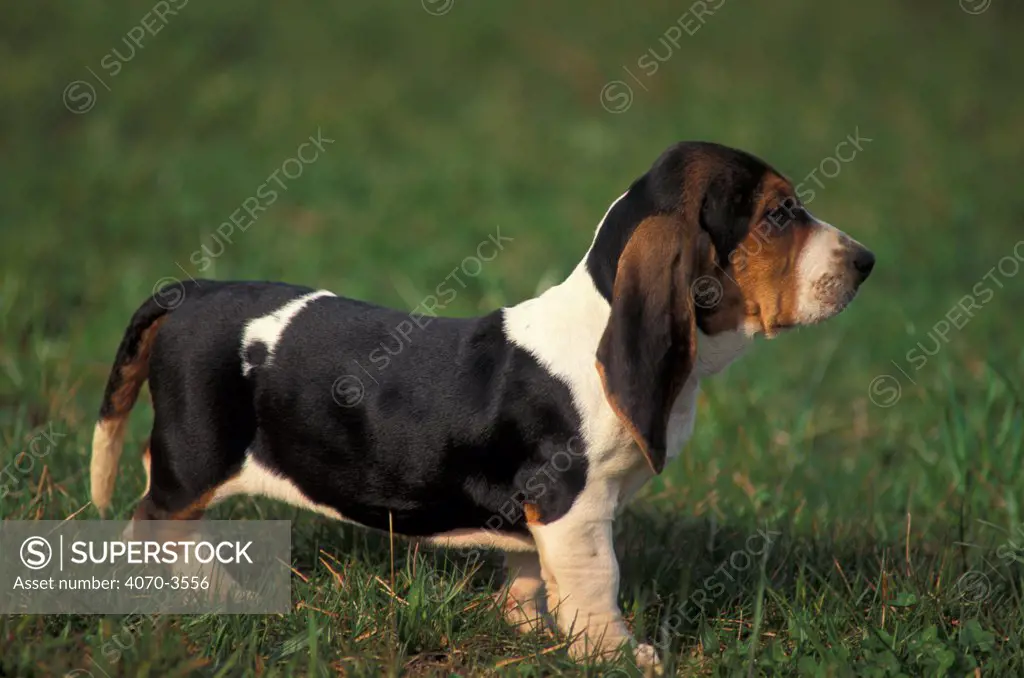 Profile of Artesian Basset Hound puppy