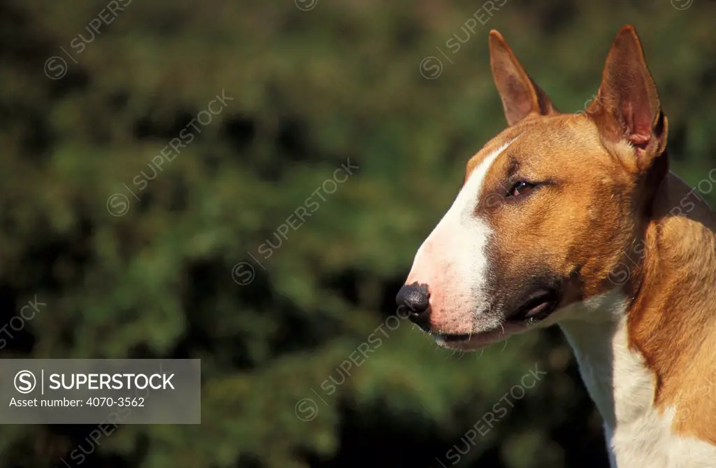 Brown and white Bull Terrier