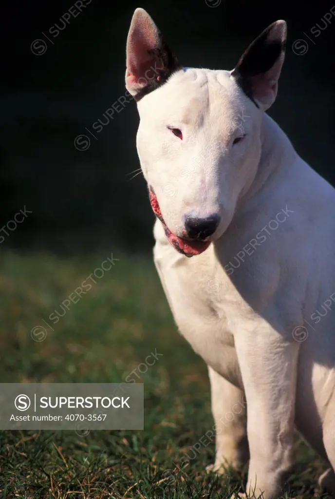 White Bull Terrier portrait